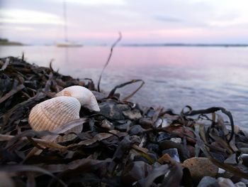 Close-up of shell lying on beach against sky