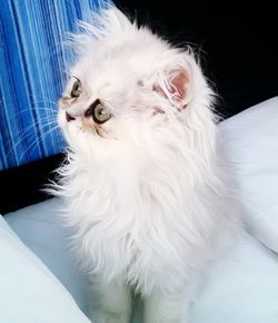 Close-up portrait of white cat