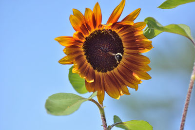 Close-up of sunflower