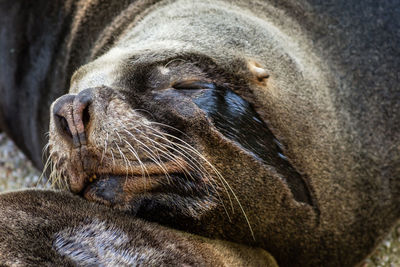 Close-up of animal sleeping