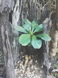 Close-up of plant growing on tree trunk