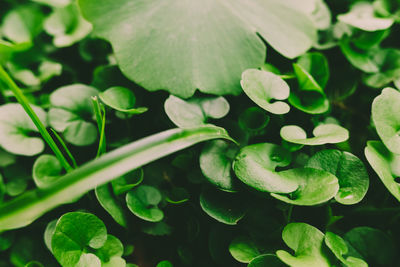 Full frame shot of leaves