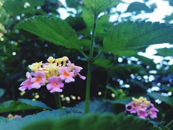 Close-up of flowers in garden