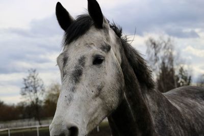 Close-up of a horse in ranch