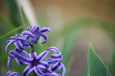 Close-up of purple flowering plant