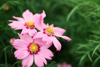 Close-up of pink flower