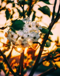 Close-up of cherry blossom