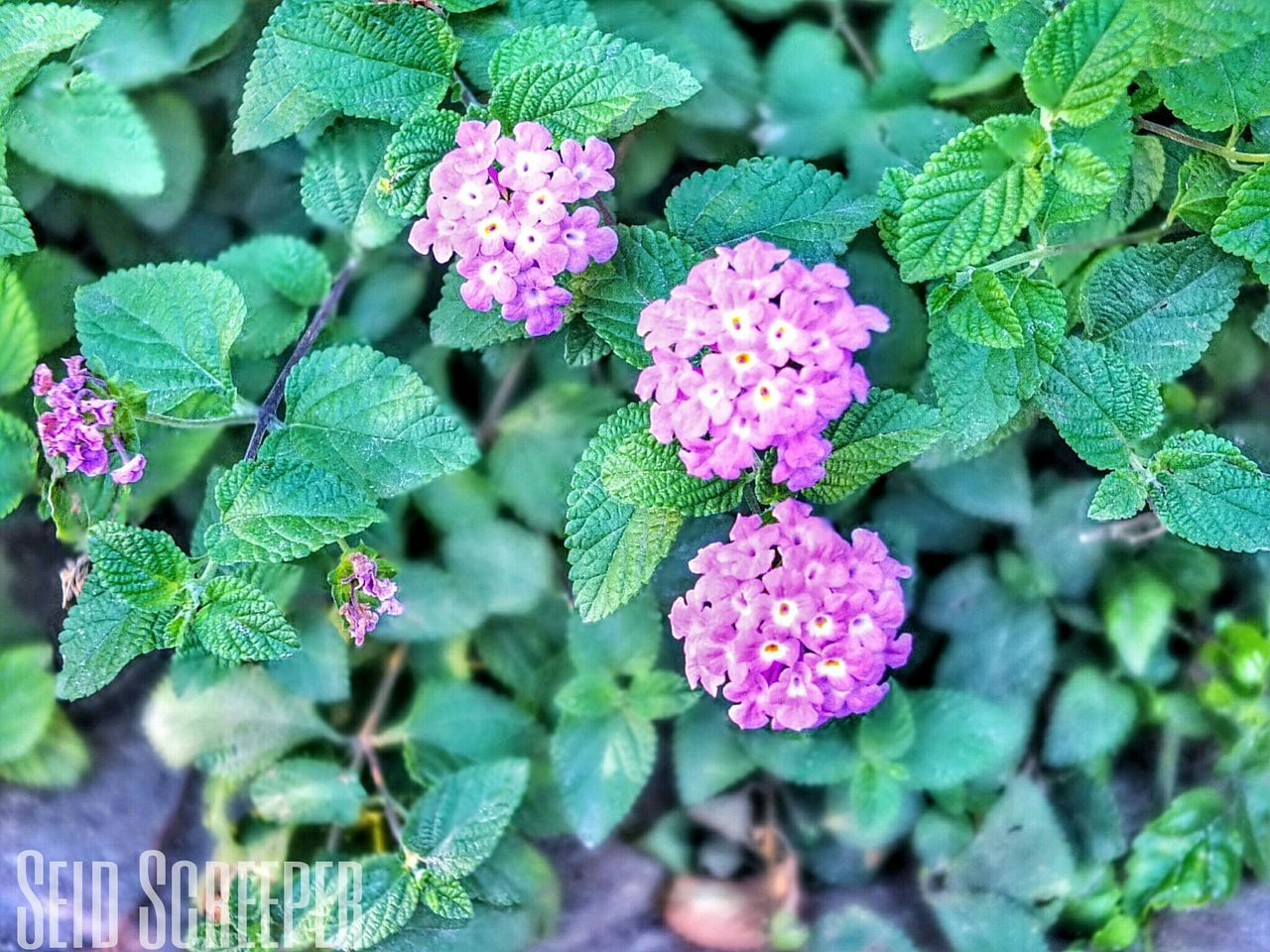 flower, leaf, freshness, growth, plant, fragility, beauty in nature, green color, nature, pink color, close-up, petal, high angle view, blooming, focus on foreground, flower head, day, outdoors, park - man made space, in bloom
