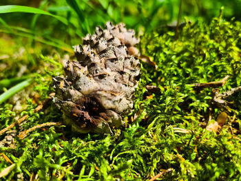 Close-up of a lizard on a field