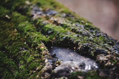Close-up of moss growing on rock