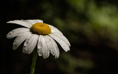 Close-up of flower against blurred background