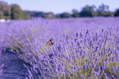 Insect on purple flower in field