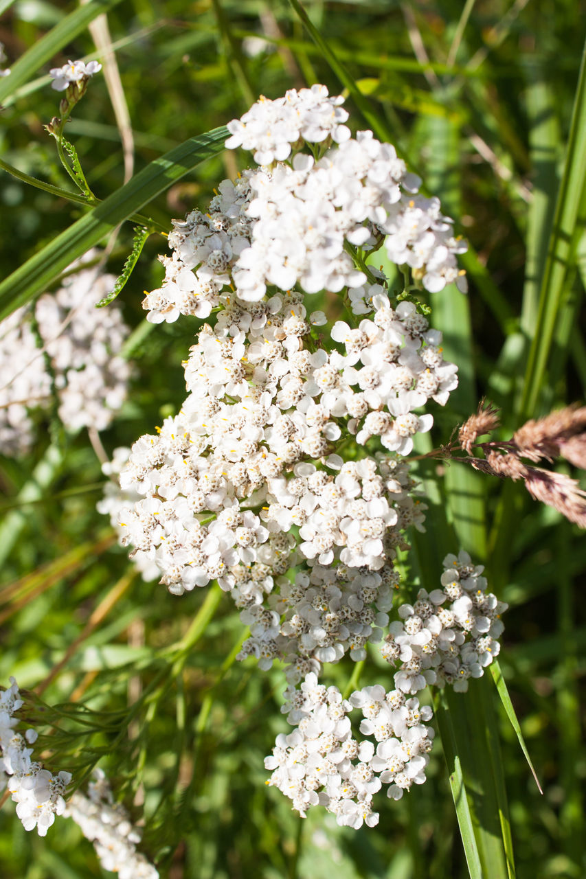 CLOSE-UP OF WHITE FLOWERS ON PLANT