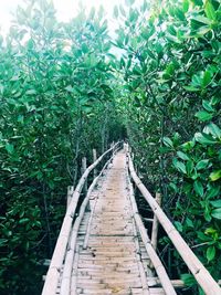 Boardwalk amidst plants on field