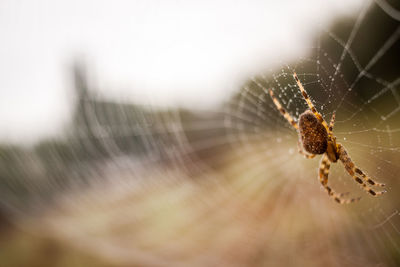 Close-up of spider on web