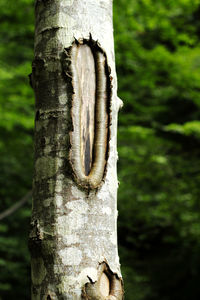 Close-up of carving on tree trunk