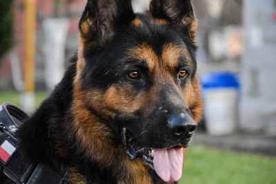 Close-up of dog looking away