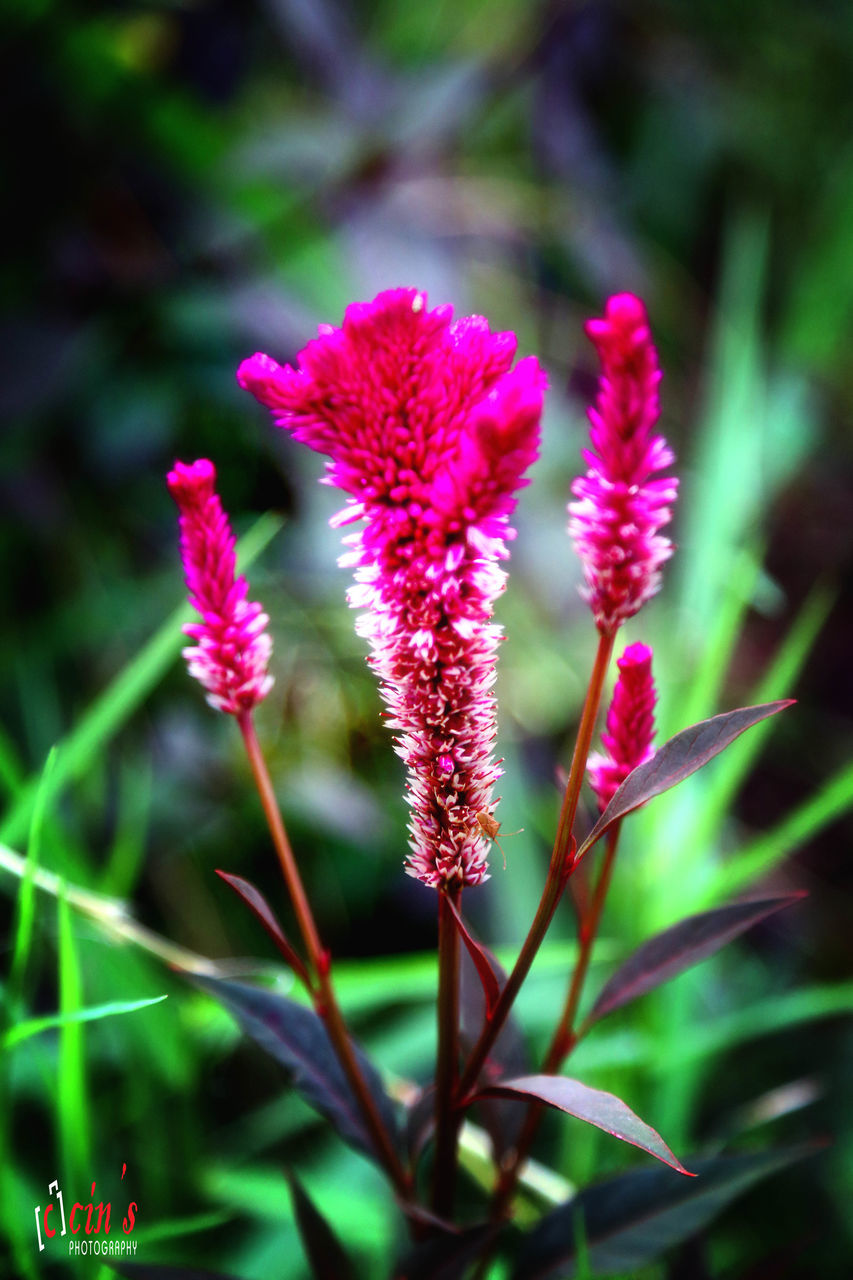 flower, growth, freshness, focus on foreground, pink color, fragility, plant, close-up, beauty in nature, nature, petal, blooming, stem, flower head, outdoors, day, leaf, bud, selective focus, no people