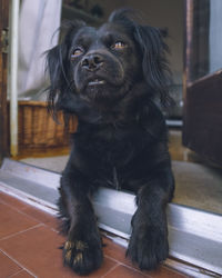 Portrait of dog sitting on floor at home