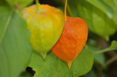 Close-up of orange fruit