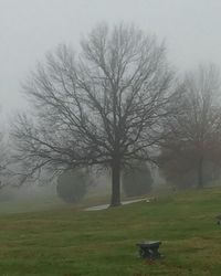 Bare trees on grassy field