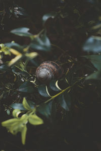 Close-up of snail