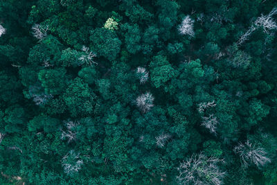 Full frame shot of plants