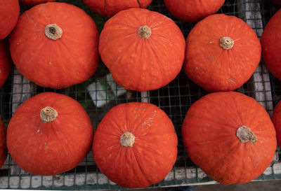 Fresh harvested orange pumpkins drying curing on garden mesh high angle view