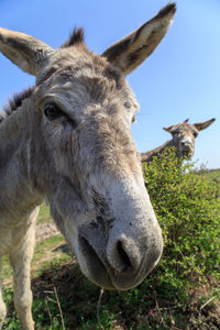 Close-up portrait of a horse on field