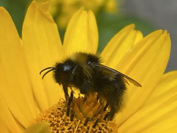 Close-up of bee pollinating on yellow flower