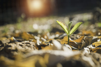 Close-up of dry leaves