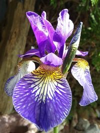 Close-up of purple iris