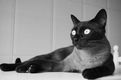 Close-up of cat resting on floor