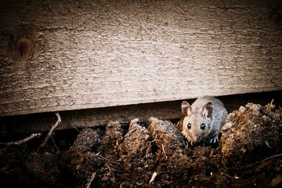 Close-up portrait of rat on field