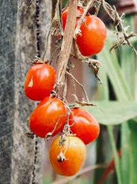 Close-up of tomatoes on tree