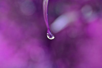 Close-up of water drops on pink flower