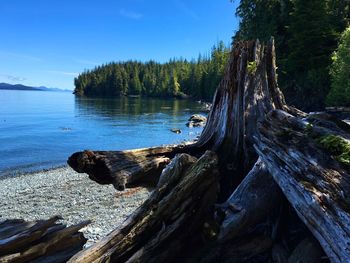 Scenic view of lake in forest against sky