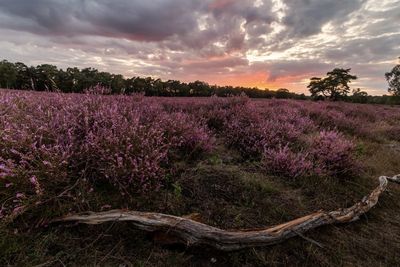 Purple flowering plants on field against sky during sunset