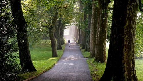 Footpath amidst trees in park