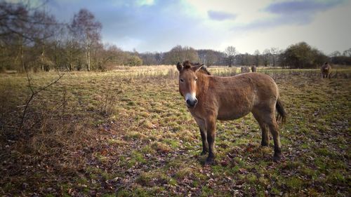 Horse on field against sky