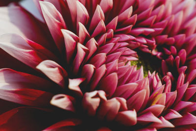 Close-up of pink rose flower