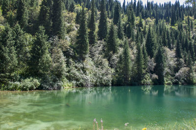 View of pine trees in lake