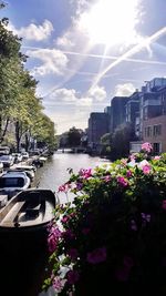 View of flowers in city on sunny day