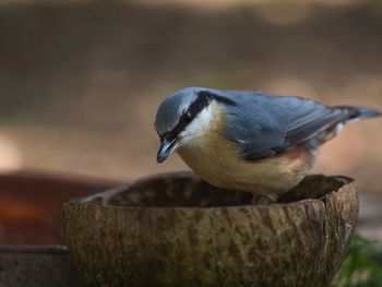 Close-up of bird perching on wood