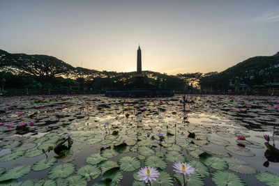 View of water lily in lake