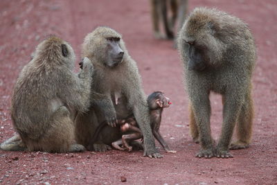 A group of olive baboons