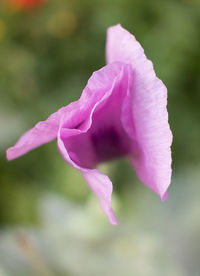 Close-up of pink rose flower