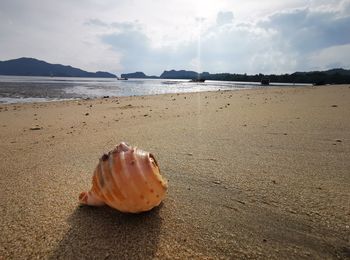 Surface level of shells on beach against the sky