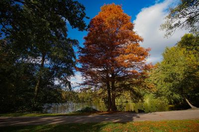 Trees in park during autumn