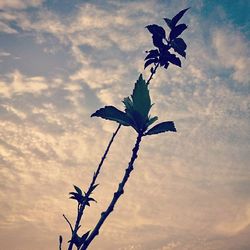 Close-up of plant against cloudy sky